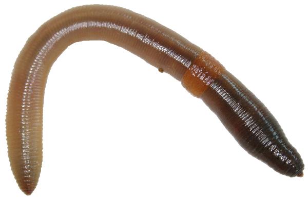 Photo of Lumbricus terrestris by Earthworm Research Group University of Lancashire